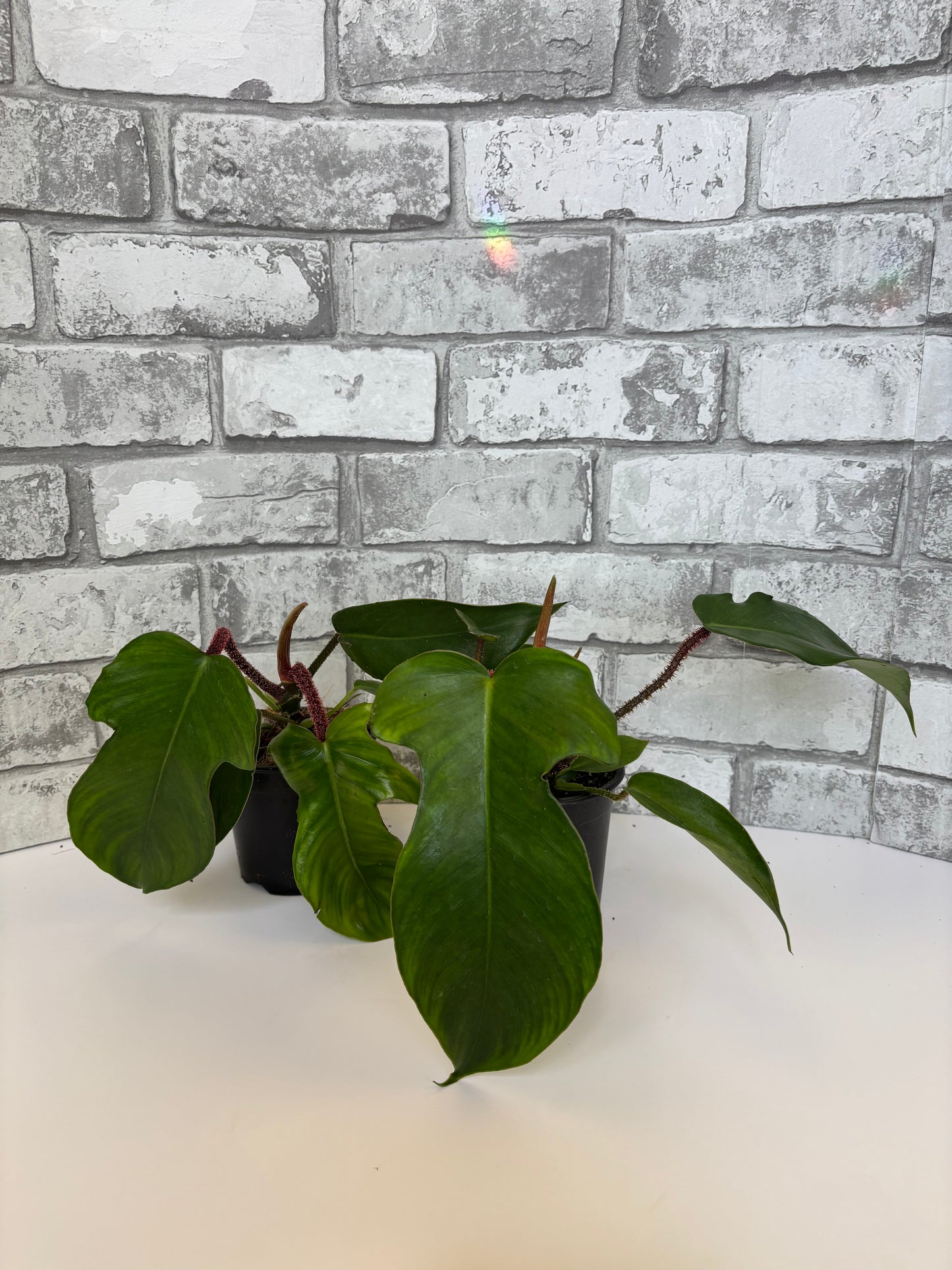 Philodendron squamiferum