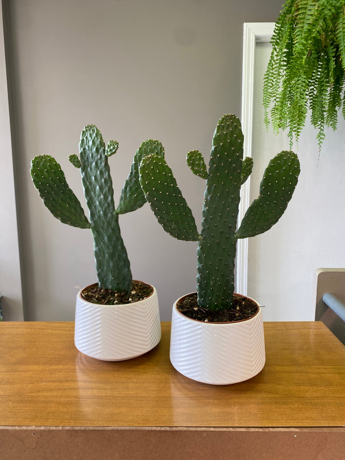 5” Roadkill Cactus in Ceramic