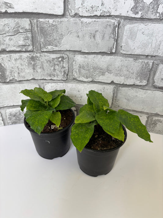 Calathea Network / Calathea (Geoppertia) musaica