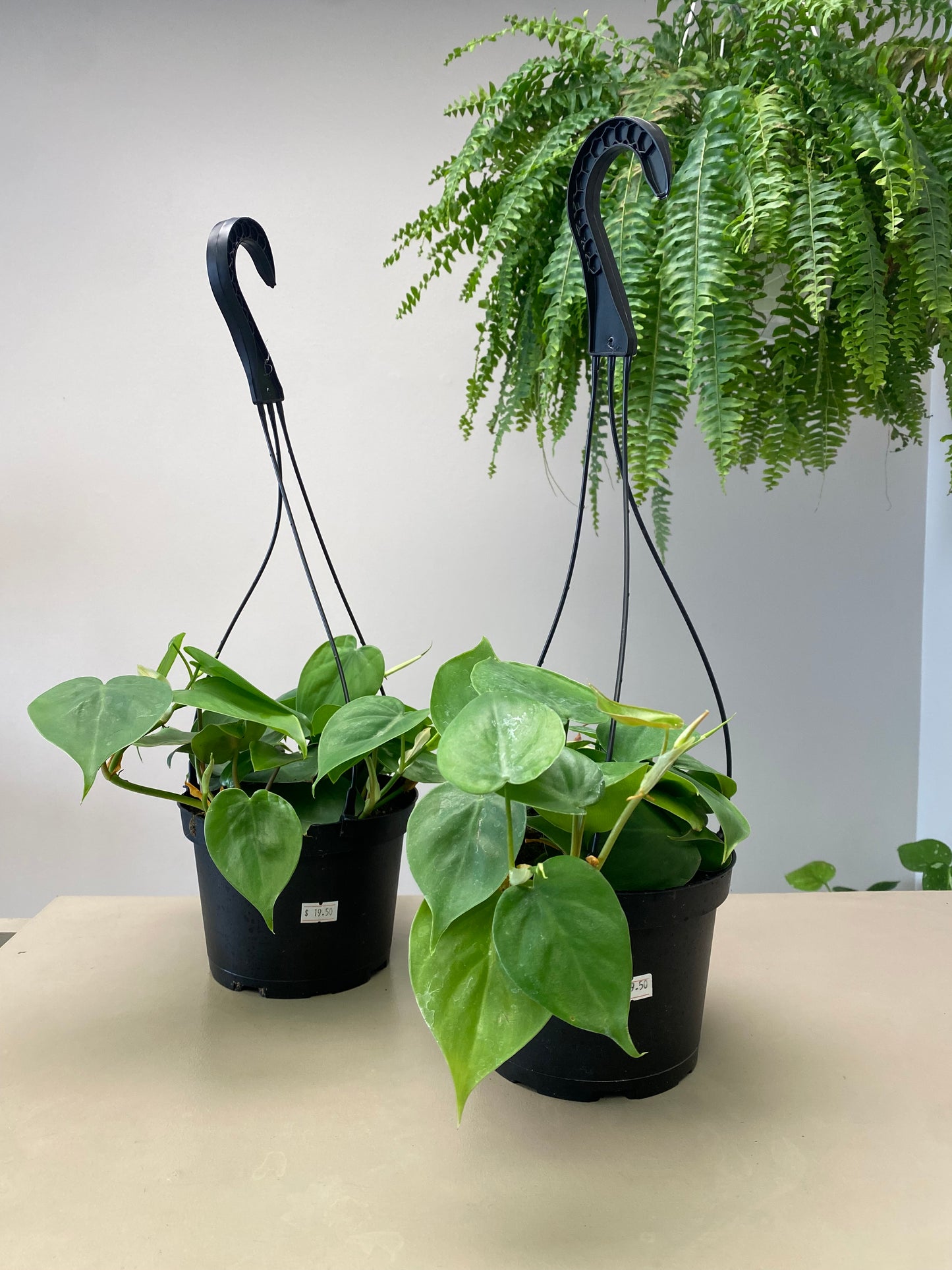 6” Heartleaf Philodendron Basket