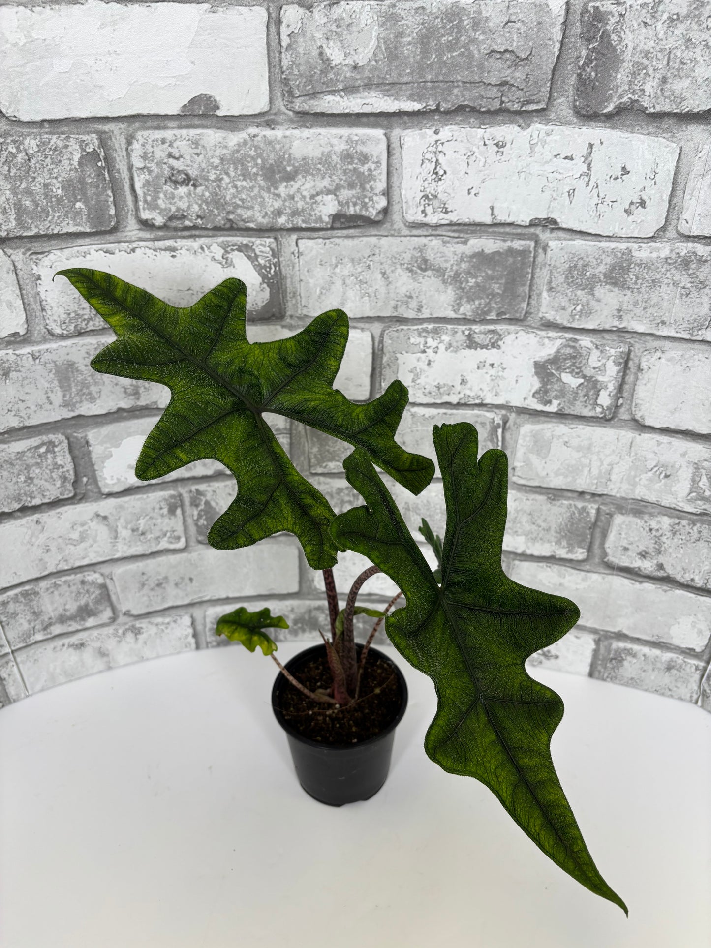 4” Alocasia Jacklyn / Alocasia Tandursa