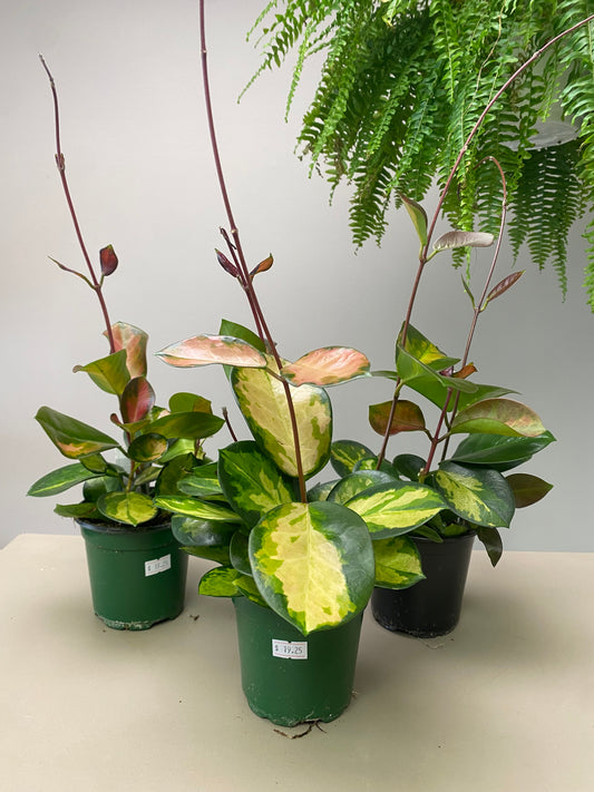 4” Hoya Australis “Lisa”