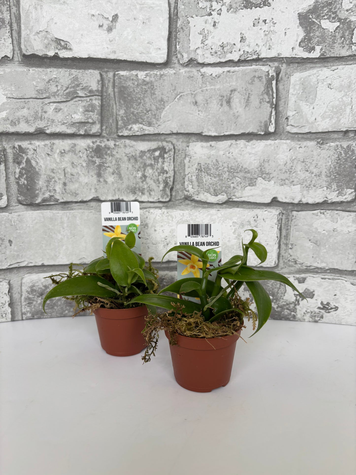 2” Vanilla Orchid / Vanilla planifolia