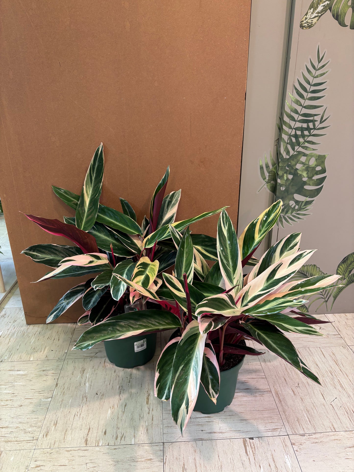 8” Stromanthe sanguinea 'Triostar'