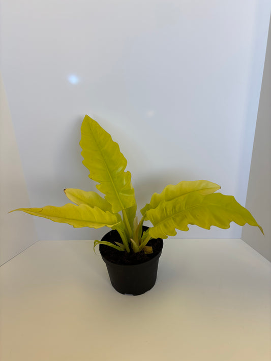 6”  Golden Crocodile Philo./ Philodendron pinnatifidum × melinonii