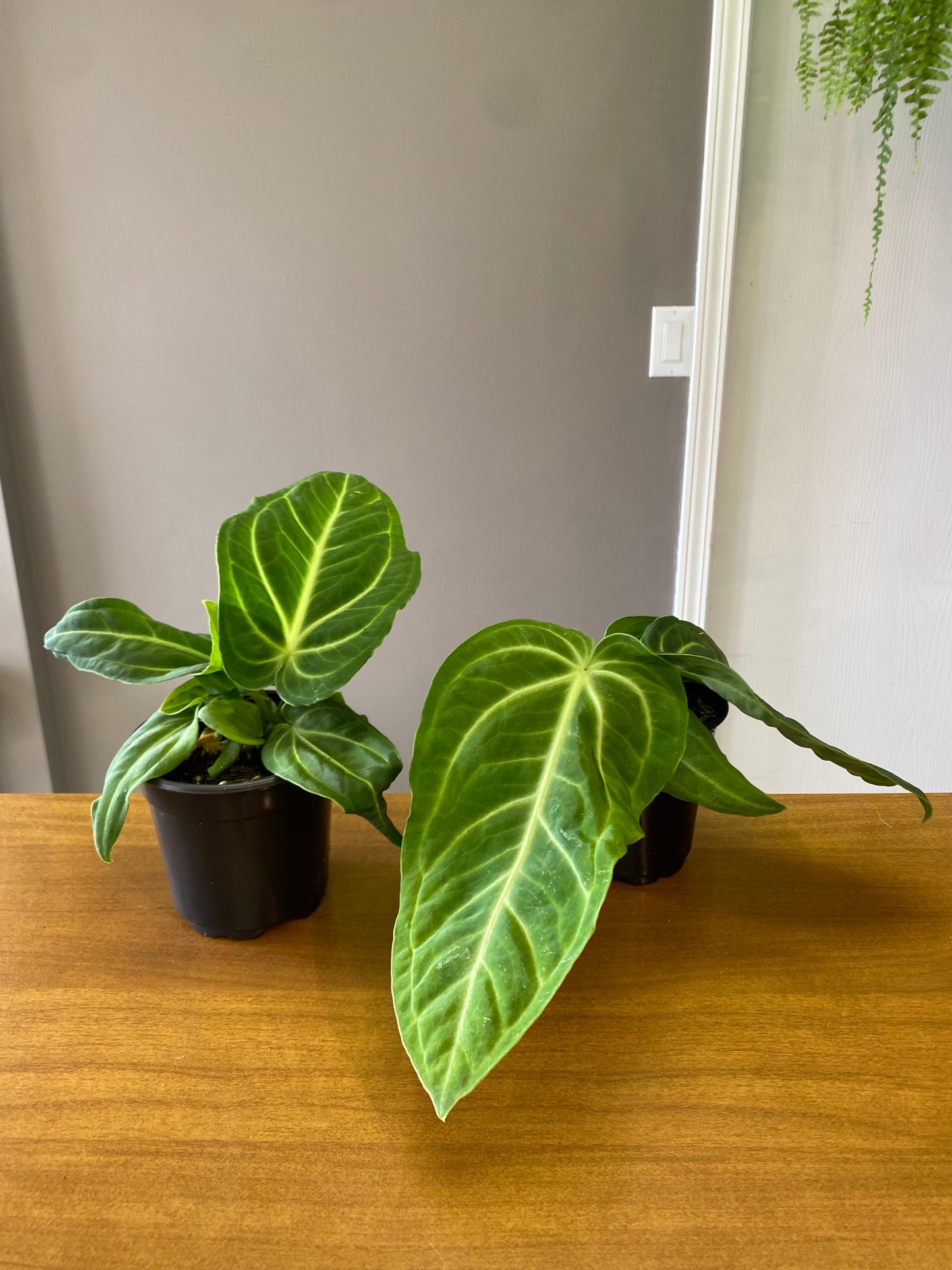 6” Anthurium Villenaorum