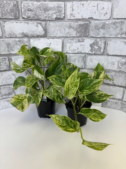 4” Pothos ‘Marble Queen’ / Epipremnum aureum