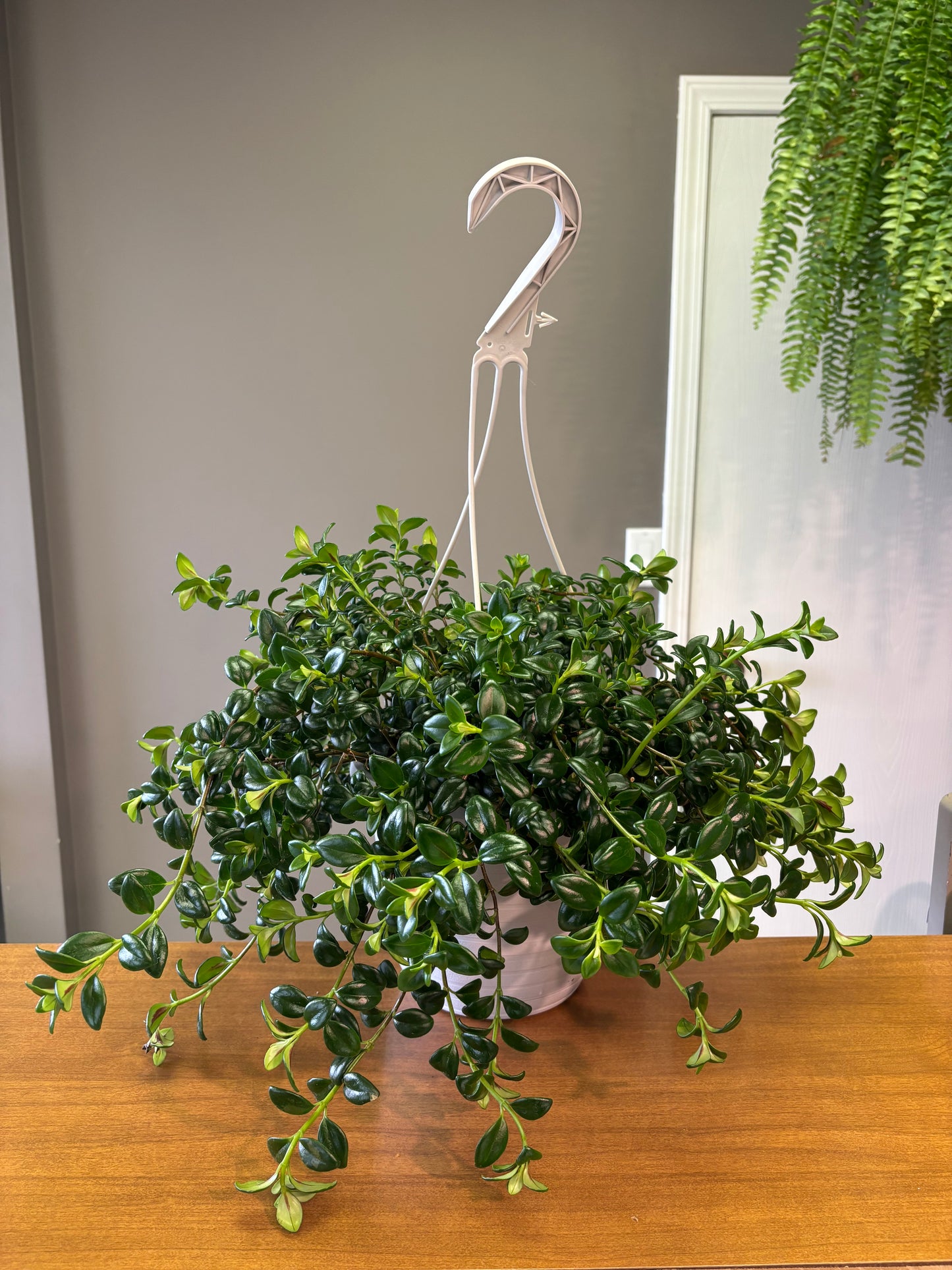 8” Goldfish / Nematanthus gregarius