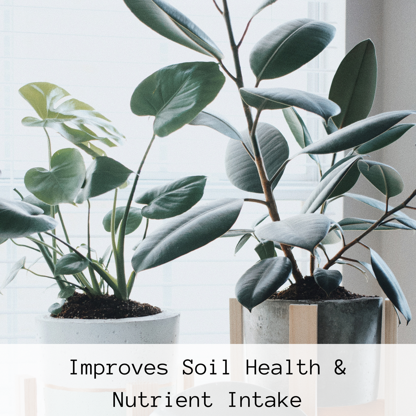 GROW Liquid Seaweed Fertilizer | 1.69 oz (50 ml)