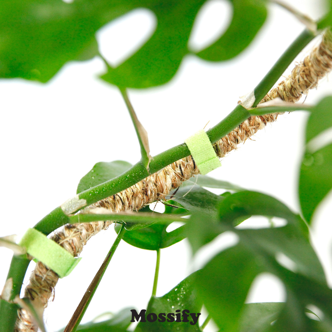 Original Bendable Coir Pole™ - Climbing Plants - Best Seller