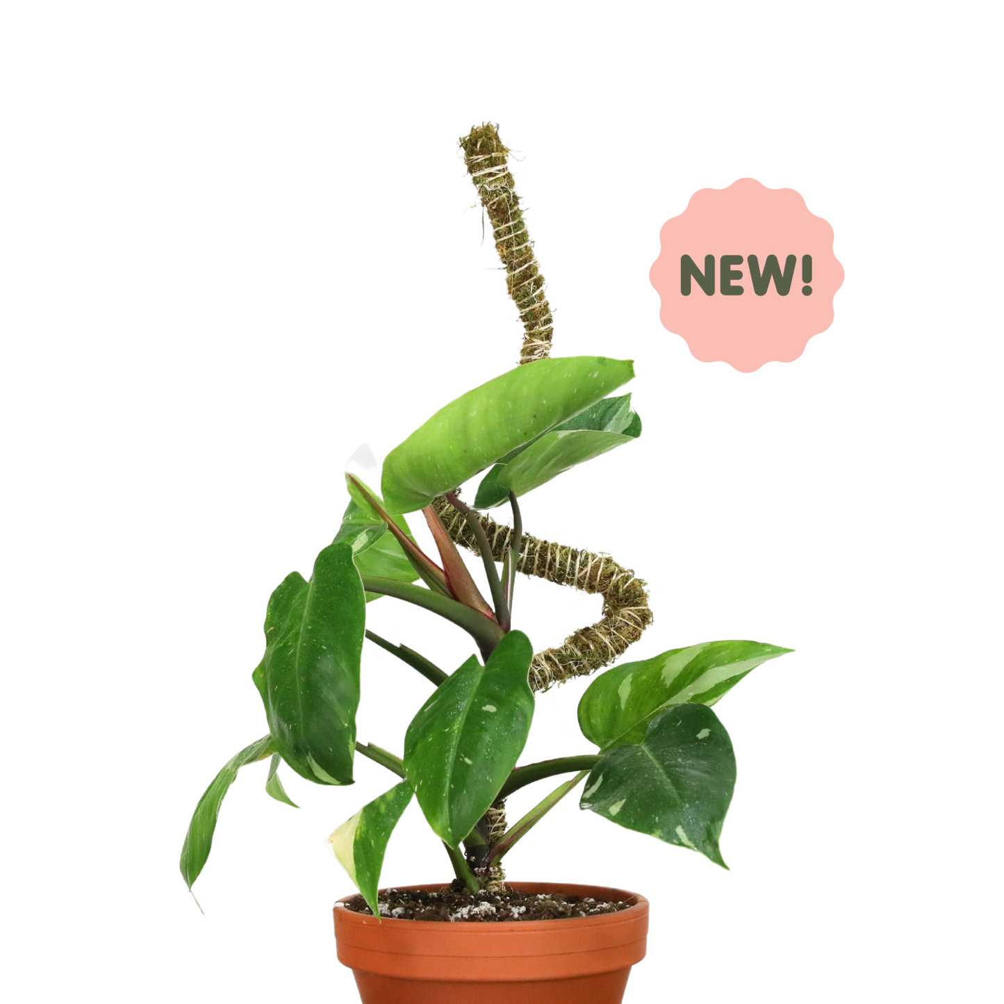 3 Pack Bendable Moss Pole™ 𝘛𝘏𝘐𝘕